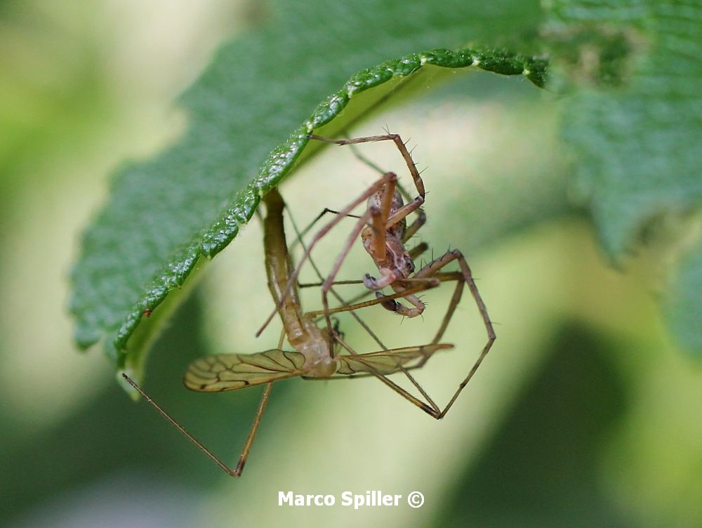 Philodromus sp. - Milano (MI)